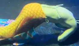 美人鱼视频,梦幻海洋的奇幻之旅