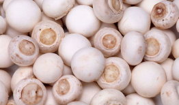 吃瓜爆料黑料蘑菇视频大全,吃瓜爆料，蘑菇视频大全大揭秘